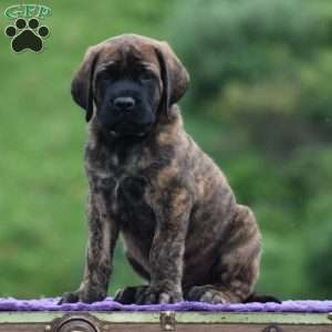Angelo, English Mastiff Puppy