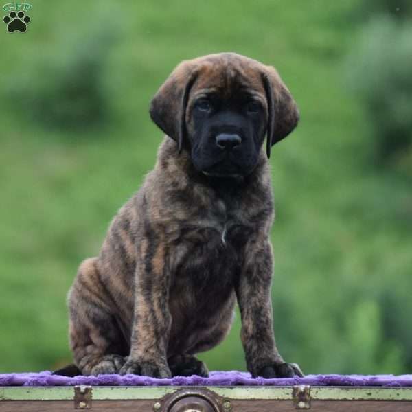 Angelo, English Mastiff Puppy