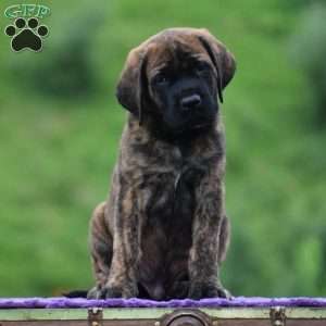 Angelo, English Mastiff Puppy