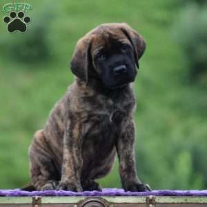 Angelo, English Mastiff Puppy