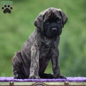 Anita, English Mastiff Puppy