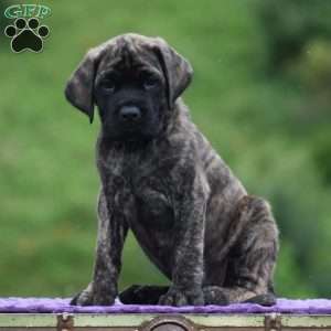 Anita, English Mastiff Puppy