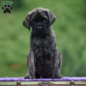 Anita, English Mastiff Puppy