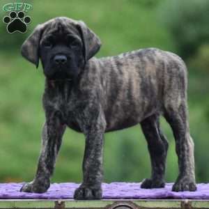 Anita, English Mastiff Puppy