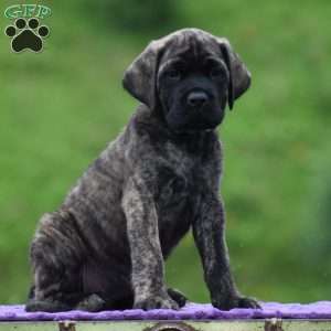Anita, English Mastiff Puppy