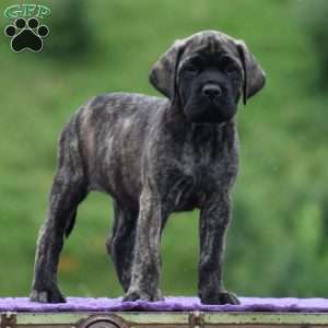 Anita, English Mastiff Puppy