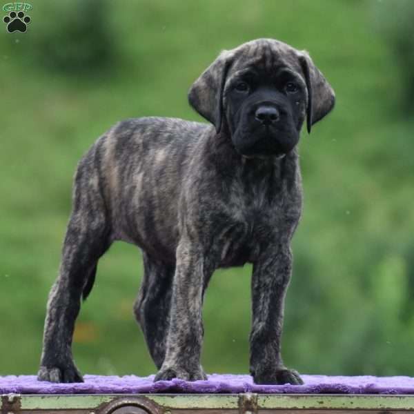 Anita, English Mastiff Puppy