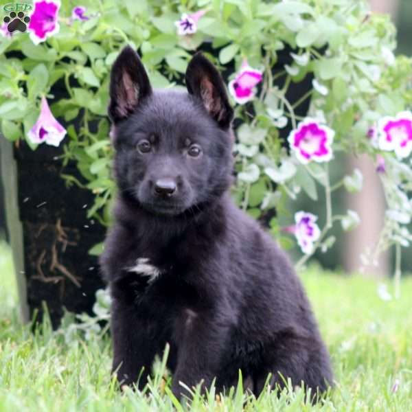 Anita, German Shepherd Puppy