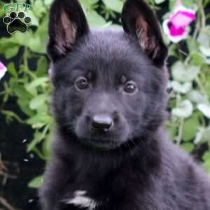 Anita, German Shepherd Puppy