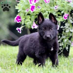 Anita, German Shepherd Puppy