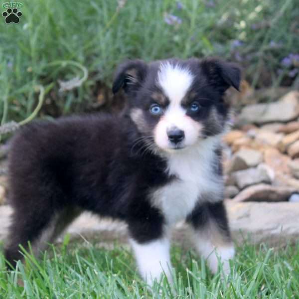 Anna, Miniature Australian Shepherd Puppy
