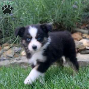 Anna, Miniature Australian Shepherd Puppy