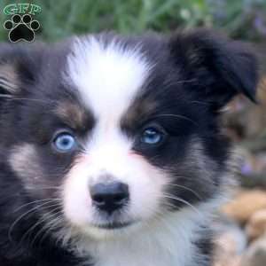 Anna, Miniature Australian Shepherd Puppy