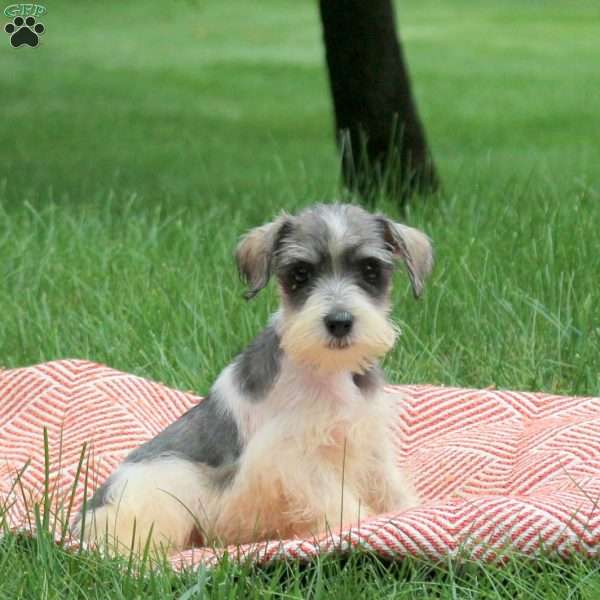 Annabell, Miniature Schnauzer Puppy