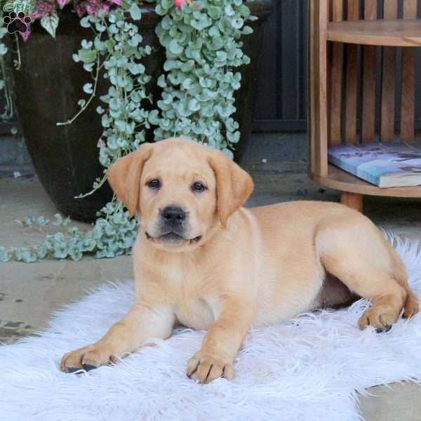 Annabell, Fox Red Labrador Retriever Puppy