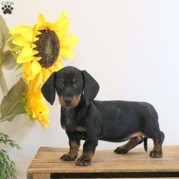 Annie – Mini, Dachshund Puppy