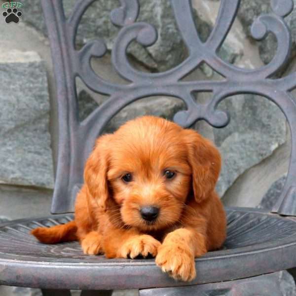 Annie, Mini Goldendoodle Puppy