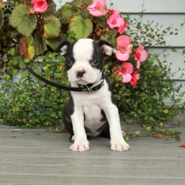 Annie, Boston Terrier Puppy