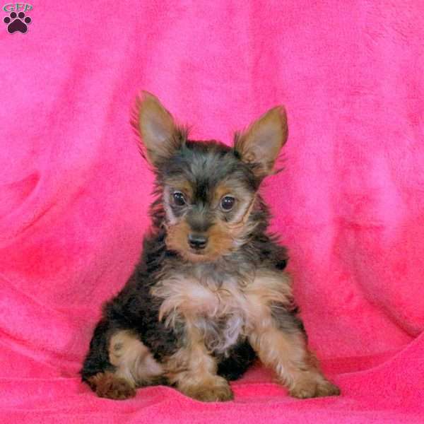 Annie, Yorkie Puppy