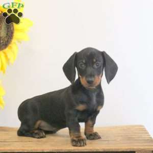 Annie – Mini, Dachshund Puppy