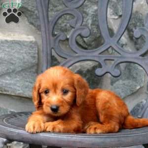 Annie, Mini Goldendoodle Puppy
