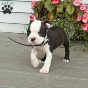 Annie, Boston Terrier Puppy