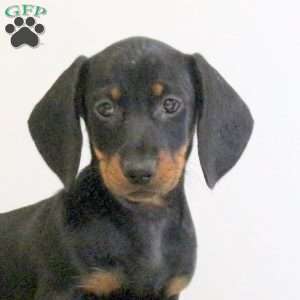 Annie – Mini, Dachshund Puppy