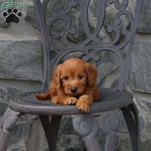 Annie, Mini Goldendoodle Puppy