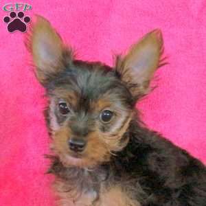Annie, Yorkie Puppy