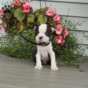 Annie, Boston Terrier Puppy