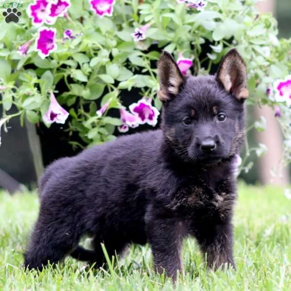 Annie, German Shepherd Puppy