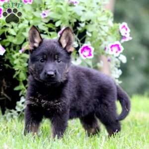 Annie, German Shepherd Puppy