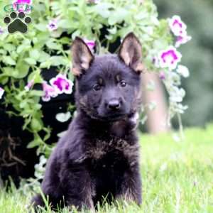 Annie, German Shepherd Puppy