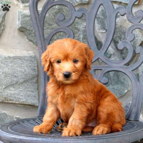 Anthem, Mini Goldendoodle Puppy