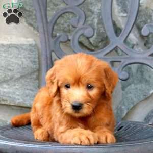 Anthem, Mini Goldendoodle Puppy