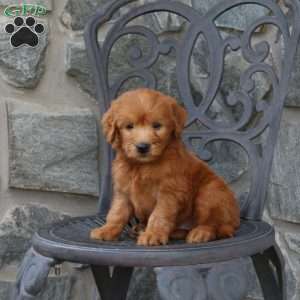 Anthem, Mini Goldendoodle Puppy