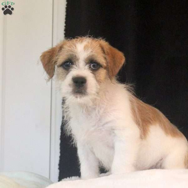 Anthony, Jack Russell Mix Puppy
