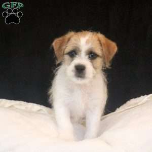 Anthony, Jack Russell Mix Puppy