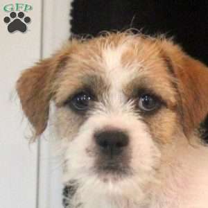 Anthony, Jack Russell Mix Puppy