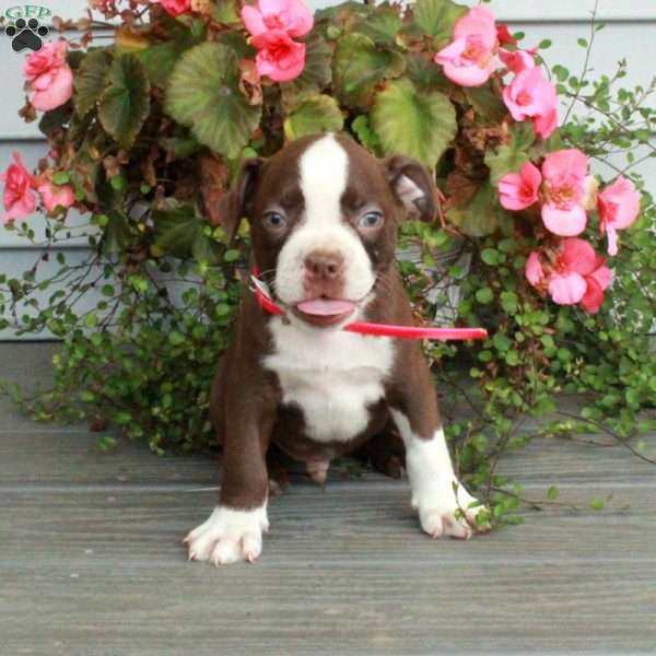 Archer, Boston Terrier Puppy