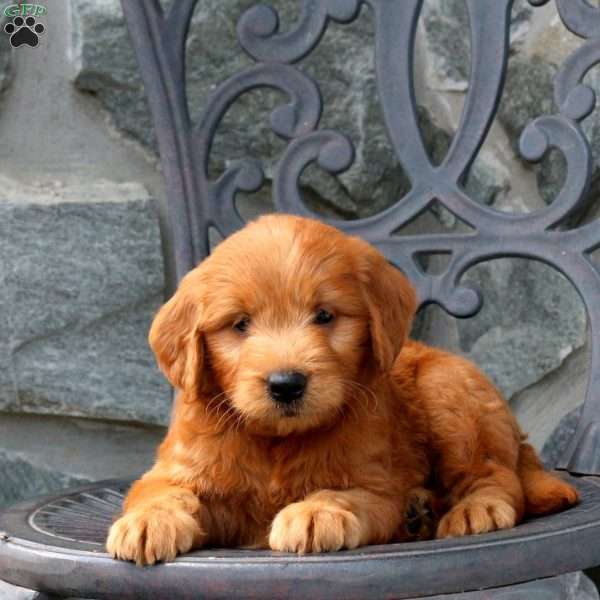 Archer, Mini Goldendoodle Puppy