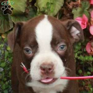 Archer, Boston Terrier Puppy