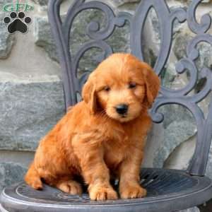 Archer, Mini Goldendoodle Puppy