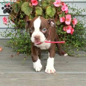 Archer, Boston Terrier Puppy
