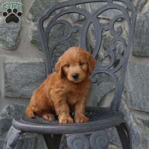 Archer, Mini Goldendoodle Puppy