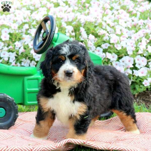 Archie, Mini Bernedoodle Puppy