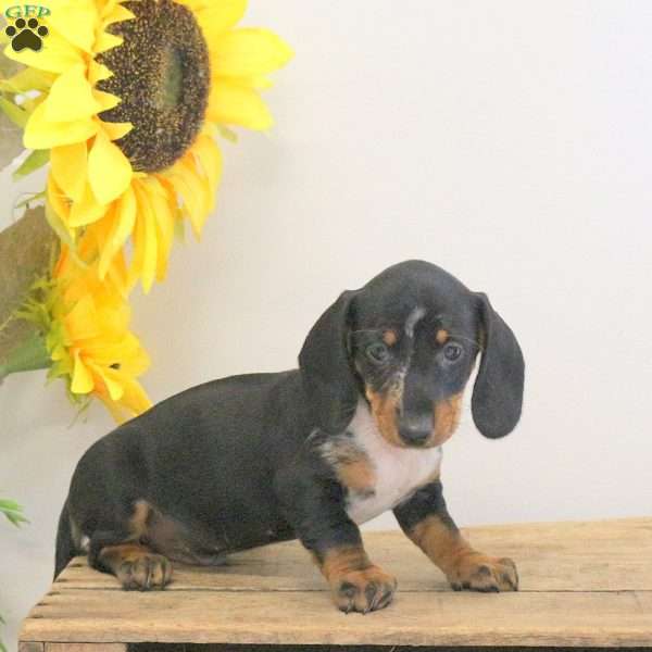 Archie – Mini, Dachshund Puppy