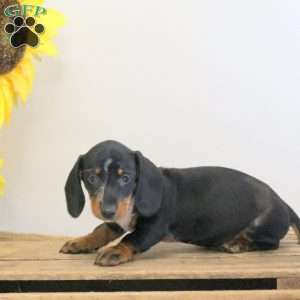 Archie – Mini, Dachshund Puppy