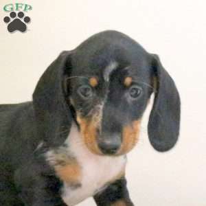 Archie – Mini, Dachshund Puppy