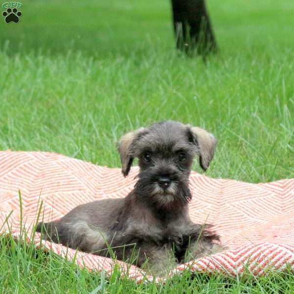 Arden, Miniature Schnauzer Puppy